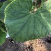 Potassium nutrient deficiency in cucumbers